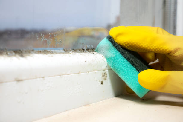 Best Best Mold Removal Companies  in Clarksville, TX