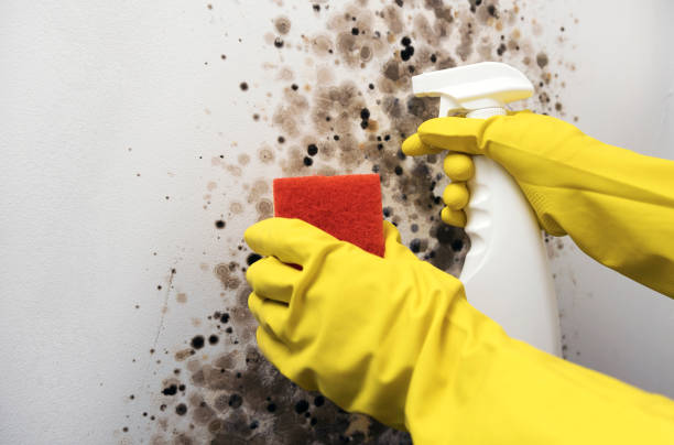 Reliable Clarksville, TX Mold Removal Solutions