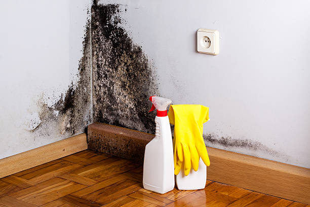 Best Residential Mold Removal  in Clarksville, TX